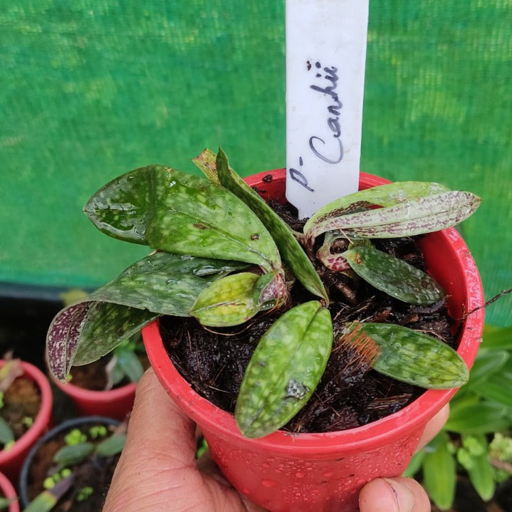 Paphiopedilum canhii