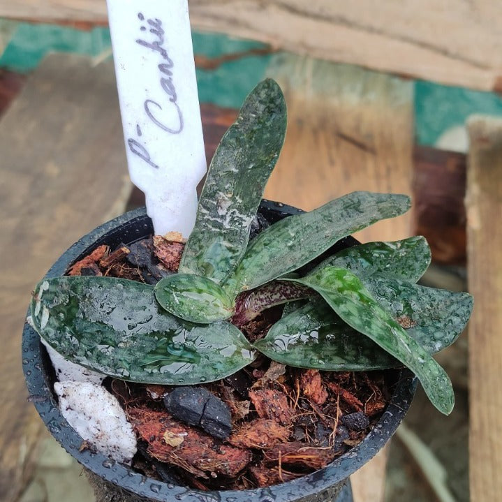 Paphiopedilum canhii