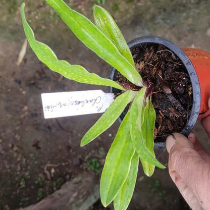 Paphiopedilum charlesworthii
