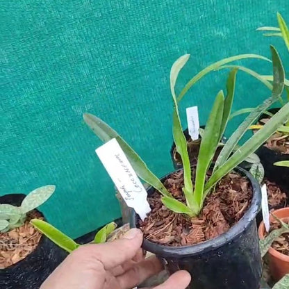 Paphiopedilum Coccineum