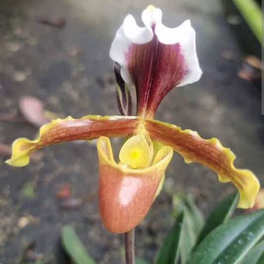 Paphiopedilum Coccineum