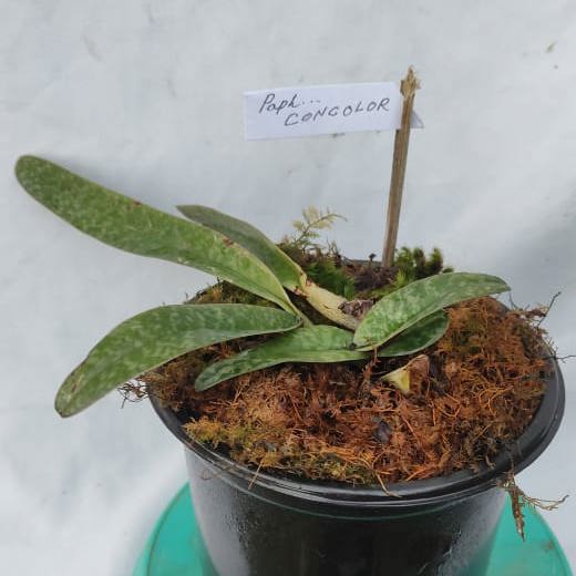 Paphiopedilum concolor