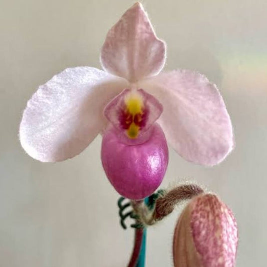 Paphiopedilum Delenatii