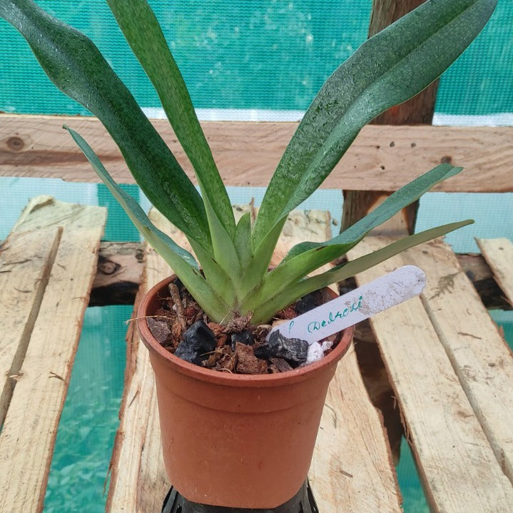 Paphiopedilum Delrosi