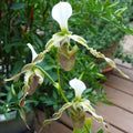 Paphiopedilum Dianthum