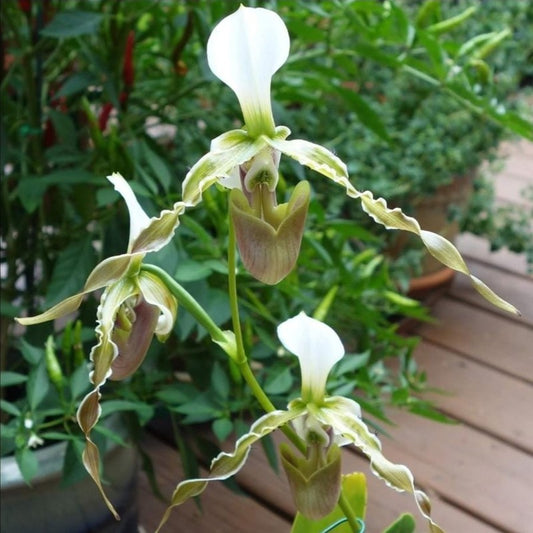 Paphiopedilum Dianthum