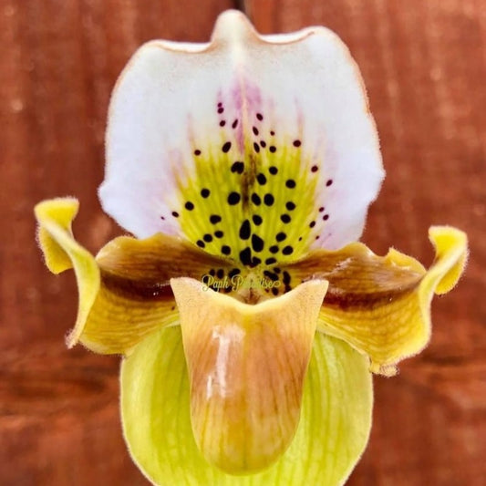 Paphiopedilum Exul
