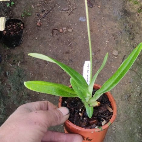 Paphiopedilum ferrianum