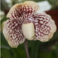 Paphiopedilum Godefroyae