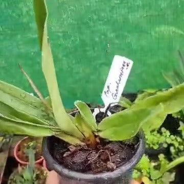 Paphiopedilum gratrixianum