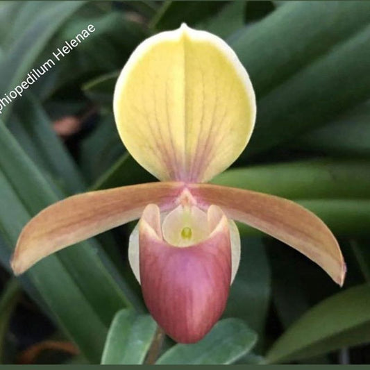 Paphiopedilum Helenae