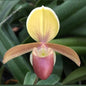Paphiopedilum Helenae