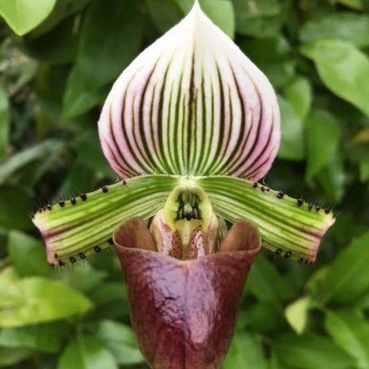 Paphiopedilum Hennisianum