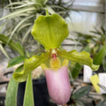 Paphiopedilum Henryanum