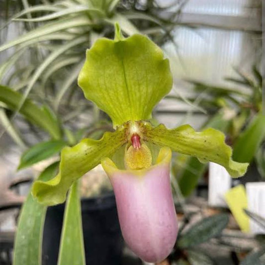 Paphiopedilum Henryanum