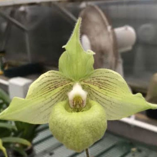 Paphiopedilum Jackii