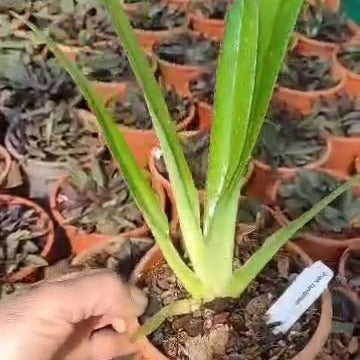 Paphiopedilum laevigatum (Philippines)