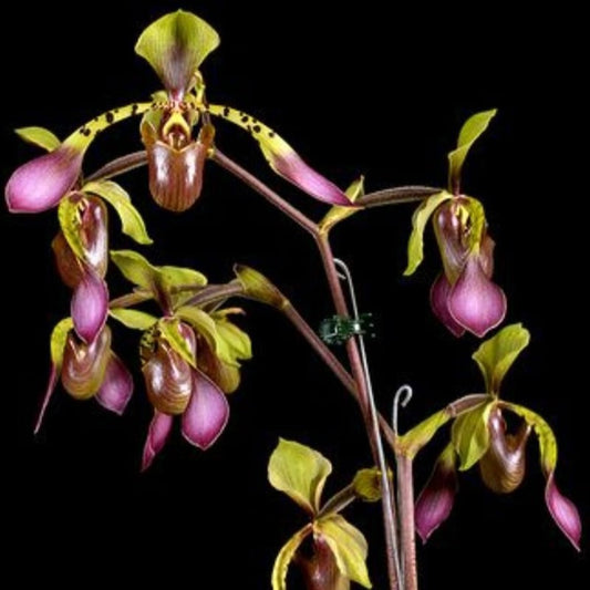 Paphiopedilum lowii