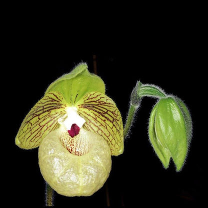 Paphiopedilum Malipoense