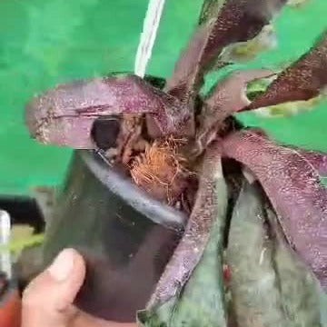 Paphiopedilum Malipoense