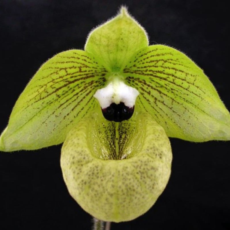 Paphiopedilum Malipoense