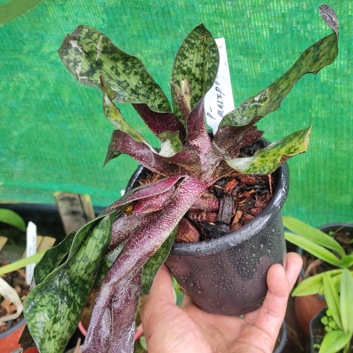 Paphiopedilum Malipoense