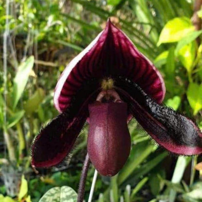 Paphiopedilum Maudiae