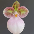 Paphiopedilum Micranthum