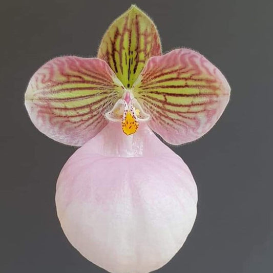 Paphiopedilum Micranthum