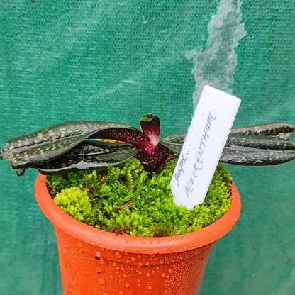 Paphiopedilum Micranthum