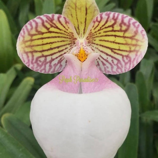 Paphiopedilum Micranthum Var Eburneum