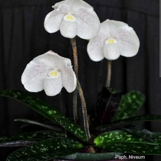 Paphiopedilum Niveum