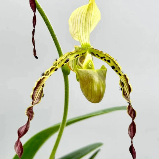 Paphiopedilum Parishii