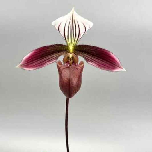 Paphiopedilum Purpuratum