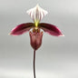 Paphiopedilum Purpuratum