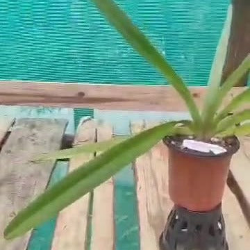 Paphiopedilum Saint Swithin