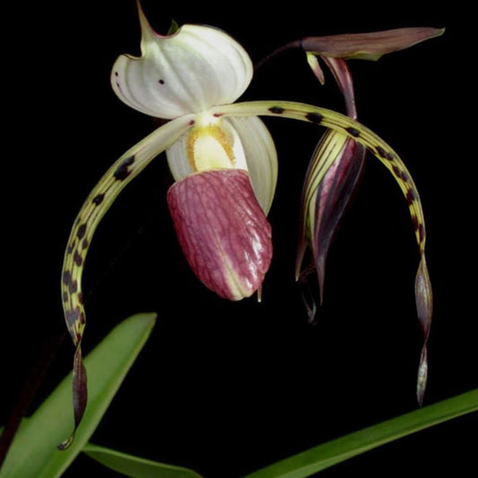 Paphiopedilum Stonei