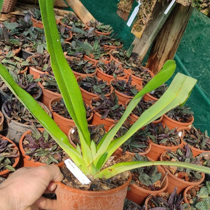 Paphiopedilum Stonei