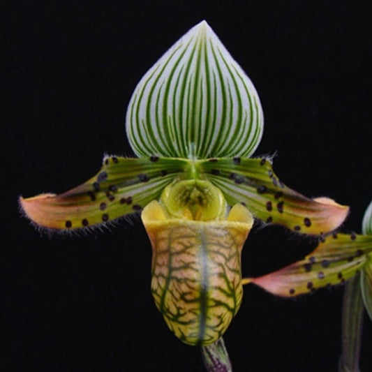 Paphiopedilum Venustum