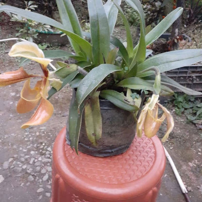 Paphiopedilum Villosum
