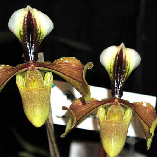 Paphiopedilum Villosum