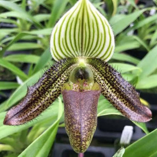 Paphiopedilum Wardii