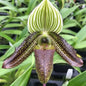 Paphiopedilum Wardii