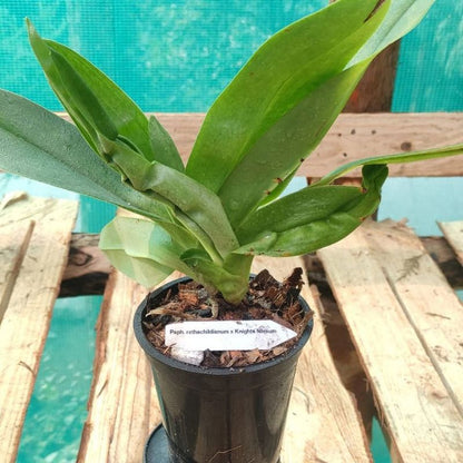 Paphiopedilum Woluwense