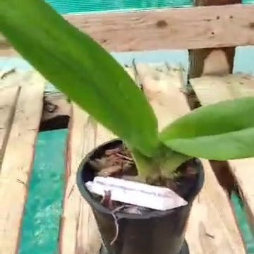 Paphiopedilum Woluwense