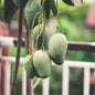 Chausa Aam, Mango grafted – plant
