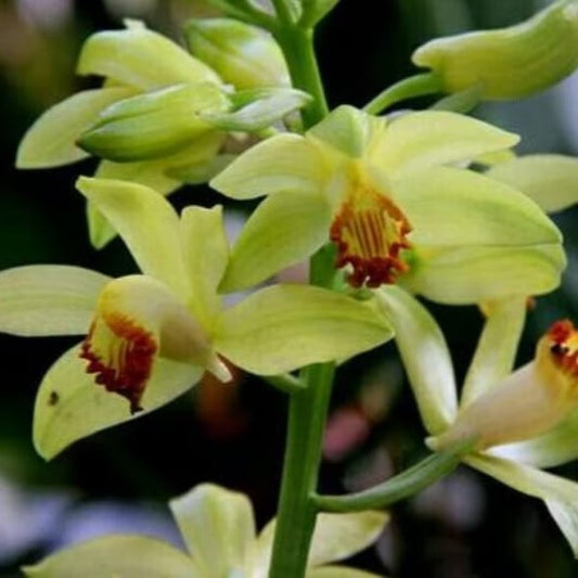 Phaius Flavus