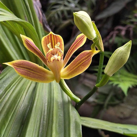 Phaius Indochinensis
