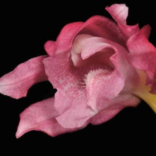 Phaius Mishmensis