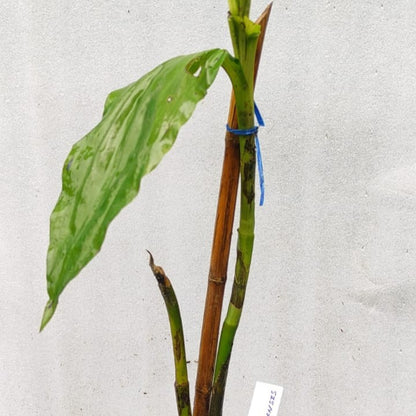 Phaius Mishmensis